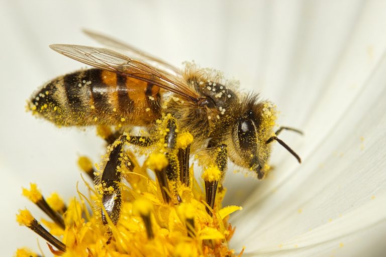 Genschalter macht männliche Bienenaugen groß und weibliche klein