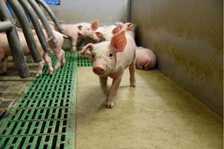 Ceva Online Blog zur Schweinegesundheit Saugferkeldurchfälle – was nun?