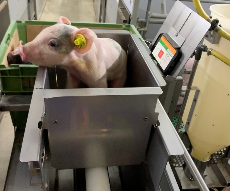Qualitätsnachweis für Schweine mit LeeO – dem digitalen Schweinepass