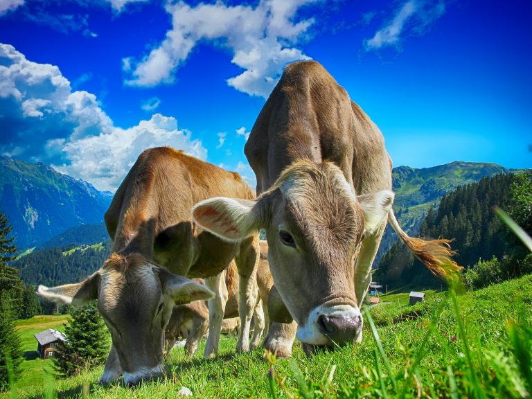 Wie sieht die Rinderhaltung der Zukunft aus? #Expertise2023