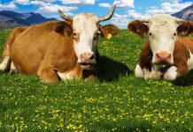 Ökolandbau ohne Tierhaltung – ist das möglich?