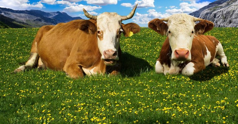 Ein „Grüner Euro“ für Südtiroler Alm-Bauern: Wie Landschaft und Landwirtschaft erhalten werden könnten