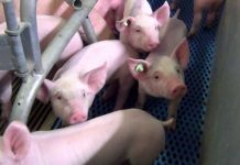 FBN veröffentlicht Positionspapier zur tiergerechten Ferkelaufzucht