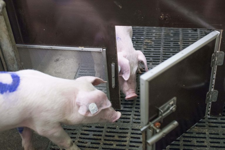 Holt mich hier raus! – Neues Projekt am FBN untersucht das helfende Verhalten bei Schweinen