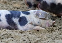 Modifikation des Mikrobioms mit Postbiotika: Eine Alternative zur Reduzierung von ETEC-Infektionen?