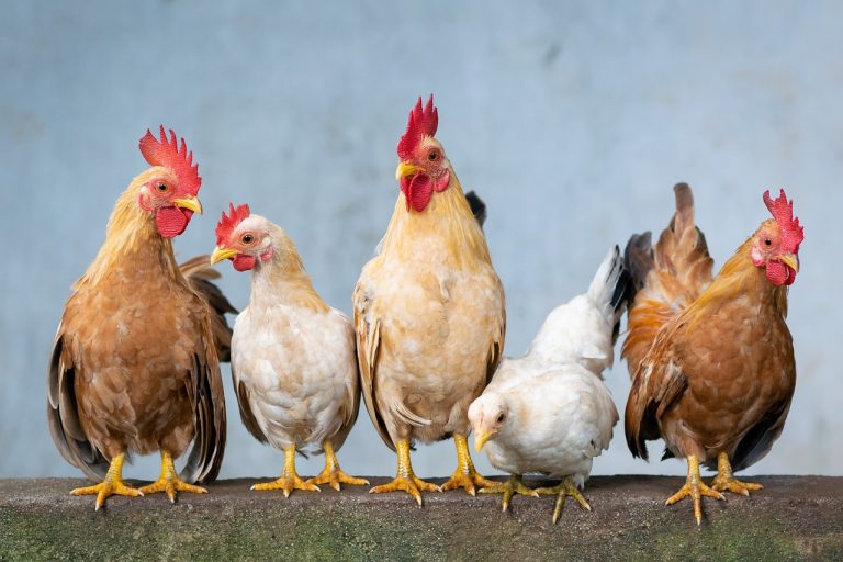 Tödliches Hühnervirus: Alte DNA enthüllt Evolution der Virulenz