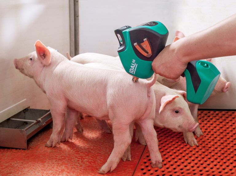 Lawsonien-Impfung macht Schweinehaltung nachhaltiger