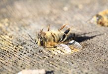 Tropilaelapsmilbe – Gefahr für Europas Bienen rückt näher