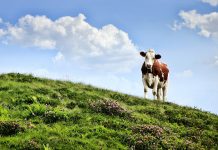 Das Management im Stall entscheidet über das Tierwohl