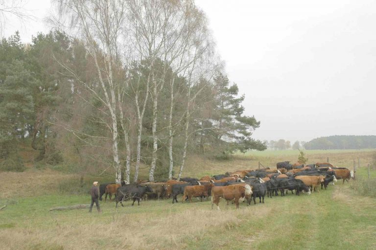 Stockmanship – Philipp Wenz: Effizientes Tiermanagement für Weide und Stall – sicherer Umgang mit Herdentieren für Tierärzte