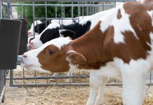 Tierschutz für Rinder verbessert: Kälber unter vier Wochen dürfen nur noch sediert und mit Schmerzmitteln kastriert werden