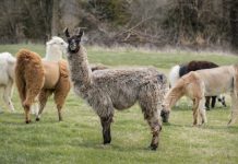 Leitlinien für die Haltung von Lamas und Alpakas
