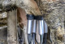 Fibrinöse Pleuropneumonie bei Milchkühen: Neue Erkenntnisse zu Ausbrüchen durch Mannheimia haemolytica in intensiv bewirtschafteten Betrieben (AdA)
