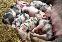 QS-Klimaplattform: Branchenlösung steht