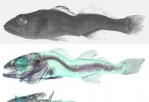 FBN tritt Bundesnetzwerk 3R bei: Zellbasierte Fischforschung für weniger Tierversuche und nachhaltige Verbesserungen in der Zanderaufzucht