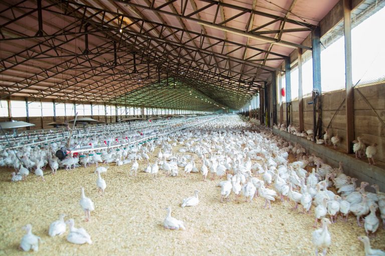 Einfluss der Fütterung auf Tiergesundheit