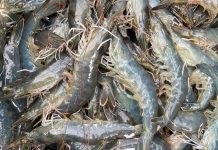 ShrimpWiz: Mehr Tierwohl in der heimischen Garnelenzucht durch KI