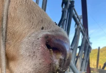 Epizootische Hämorrhagische Krankheit (EHD) in Europa – Überblick und Impfsituation