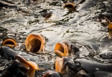 Neues Projekt schafft Datenbasis für Karpfenteichwirtschaft