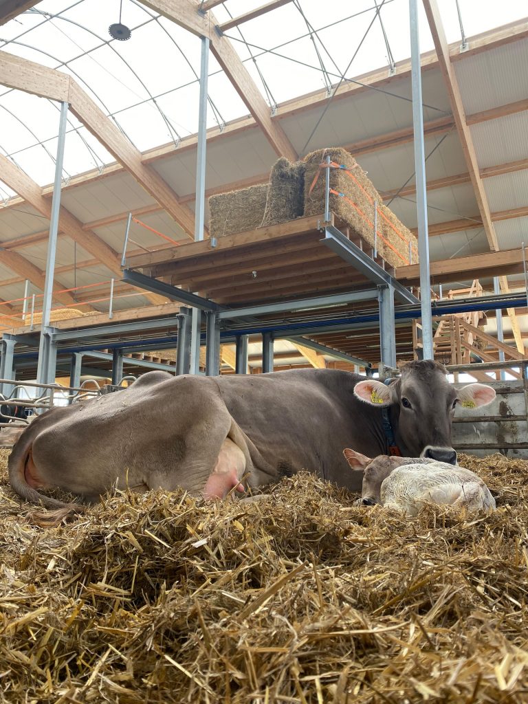 Neues Ergänzungsfuttermittel: MethiFit unterstützt Milchkühe beim Laktationsstart