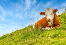 Vielfältige Weiden – mehr Milch und weniger Methan?