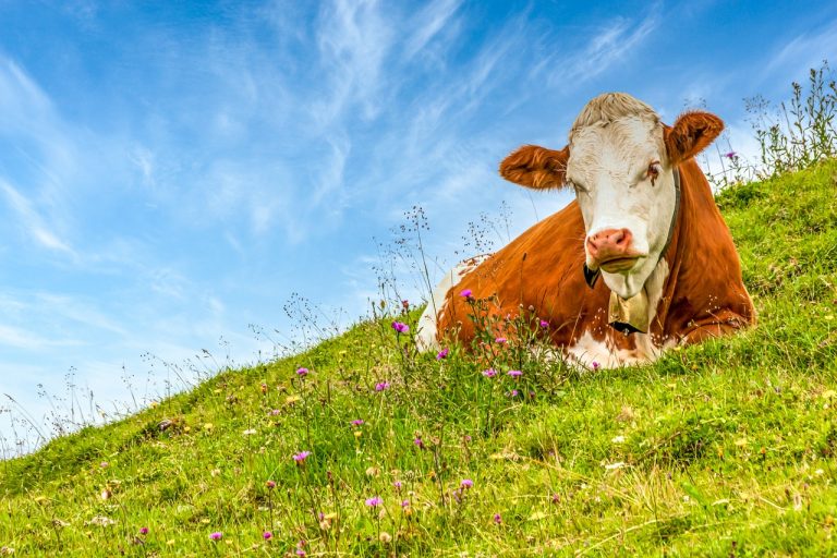Vielfältige Weiden – mehr Milch und weniger Methan?