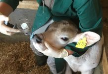 Impfkonzept Prime-Boost von Boehringer Ingelheim verbessert Kälbergesundheit nachhaltig