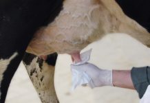 Mastitis: Wie ziehe ich richtig Milchproben?