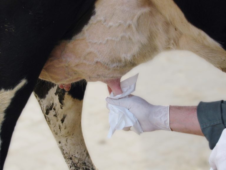 Mastitis: Wie ziehe ich richtig Milchproben?
