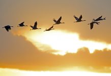 Mit Maschinellem Lernen Ausbrüche der Vogelgrippe in Europa vorhersagen