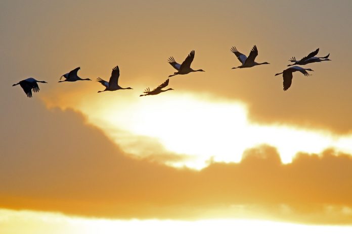 cranes-4548448_1280