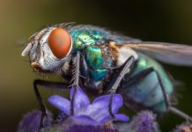 One Health: Fliegen bedrohen Hausschweine mit Staphylococcus aureus