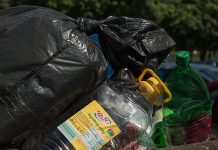 Nanoplastik in Tierzellen nachgewiesen – FBN-Studie warnt vor möglichen Folgen