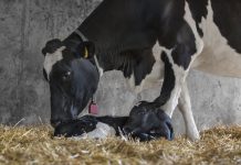 Experten schlagen Alarm: Jedes dritte Kalb ist unterversorgt!