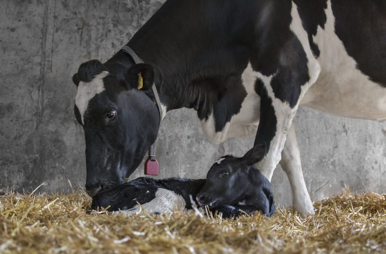 Experten schlagen Alarm: Jedes dritte Kalb ist unterversorgt!