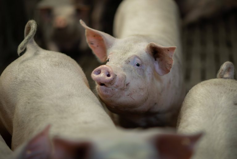 Gesunder Darm – intakter Ringelschwanz: Orale Ileitis-Impfung hilft, Schlachthof-Boni zu sichern