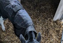 Fit durch den Winter: So schützen Sie Ihre Kälber vor den Herausforderungen der kalten Jahreszeit