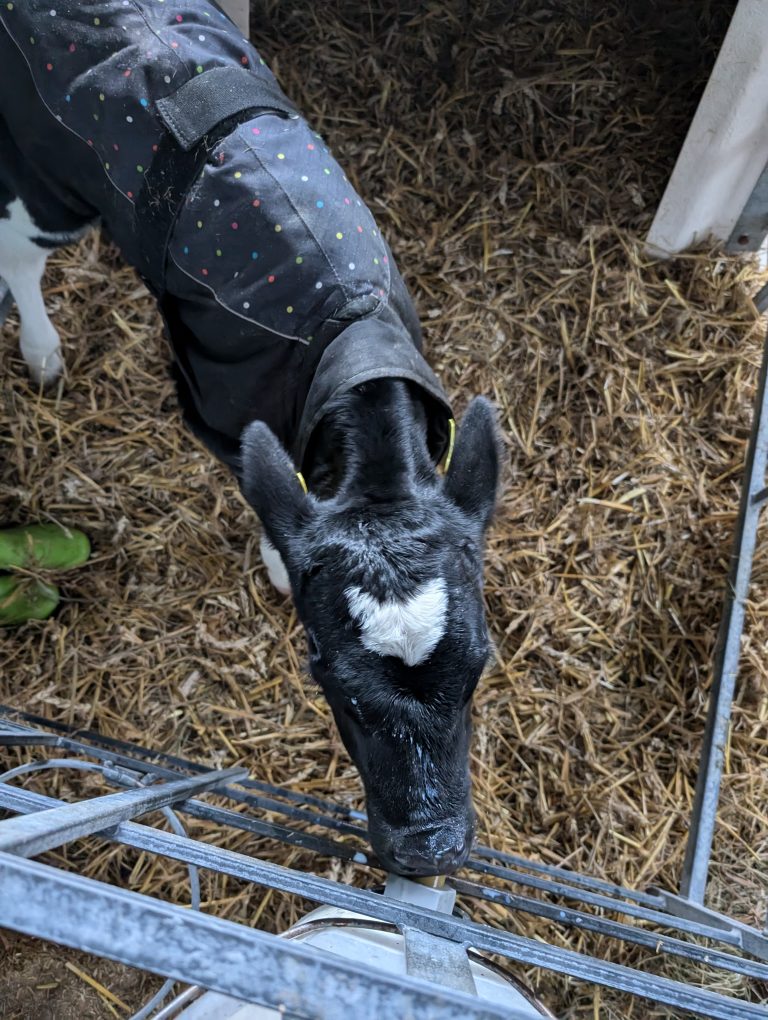 Fit durch den Winter: So schützen Sie Ihre Kälber vor den Herausforderungen der kalten Jahreszeit