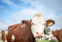 GRT X-PRO bietet Topleistung unter anspruchsvollen Bedingungen im Rinderstall