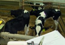 Prime-Boost-Impfkonzept: Fördert Kälbergesundheit und steigert Wirtschaftlichkeit der Kälbermast