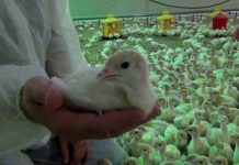 Poultrystart 3.0 – das unterschätzte Potenzial von Wassermanagement in der Kükenphase