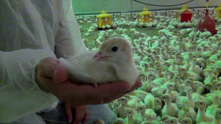 Poultrystart 3.0 – das unterschätzte Potenzial von Wassermanagement in der Kükenphase