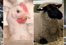 Themenvorschau „Der Hoftierarzt“ Newsletter Februar 2026