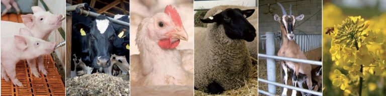 Themenvorschau „Der Hoftierarzt“ Newsletter Februar 2026