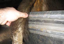 Neue Erkenntnisse zu Schwanzläsionen bei Milchkühen