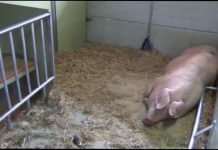 Deep-Learning-Modelle helfen bei der Erkennung stressanfälliger Schweine