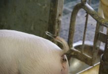 Notfall Schwanzbeißen