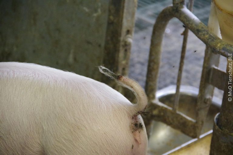 Notfall Schwanzbeißen