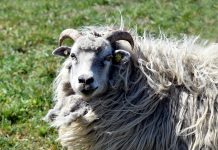 Widder besitzen einzigartige Lautäußerungen, die emotionale Informationen vermitteln.