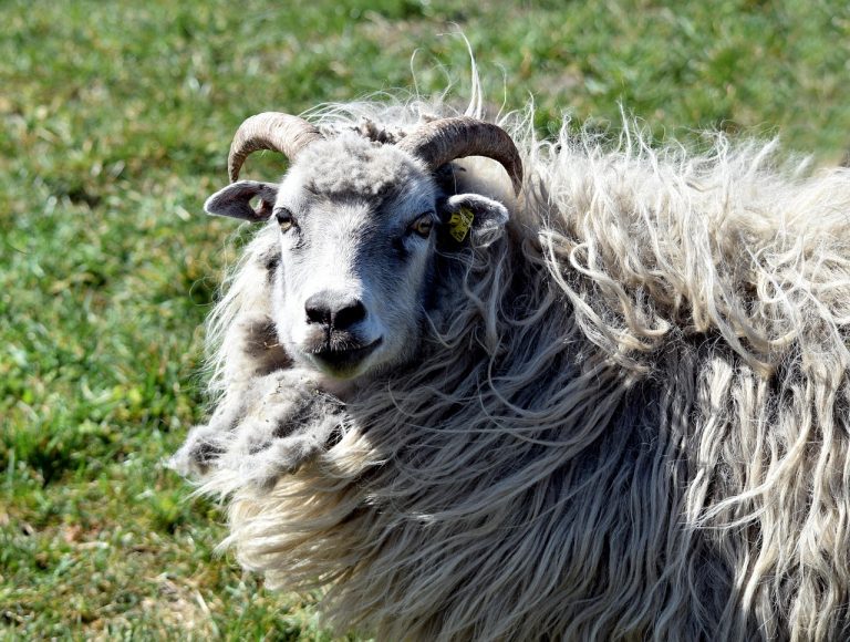 Widder besitzen einzigartige Lautäußerungen, die emotionale Informationen vermitteln.